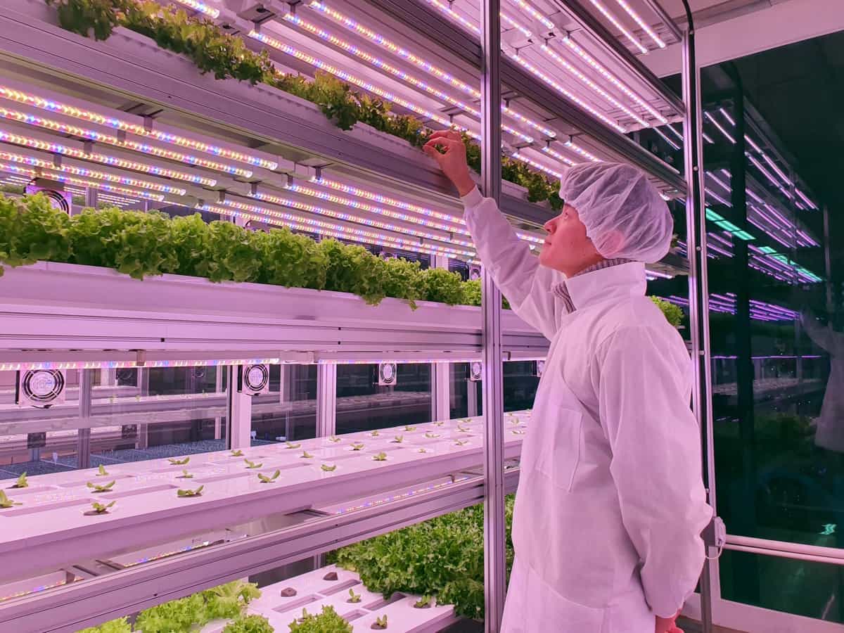 Fresh Vegetables are growing in vertical farm.