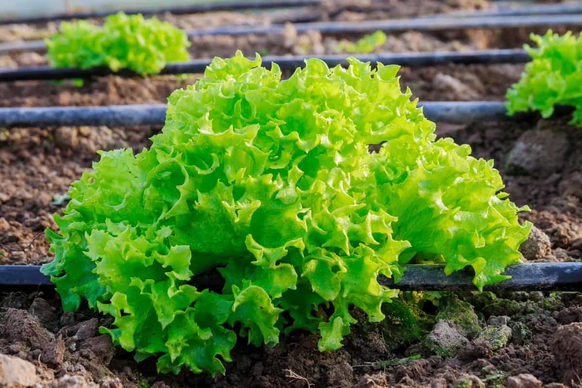 Growing Lettuce in A Greenhouse with Drip Irrigation
