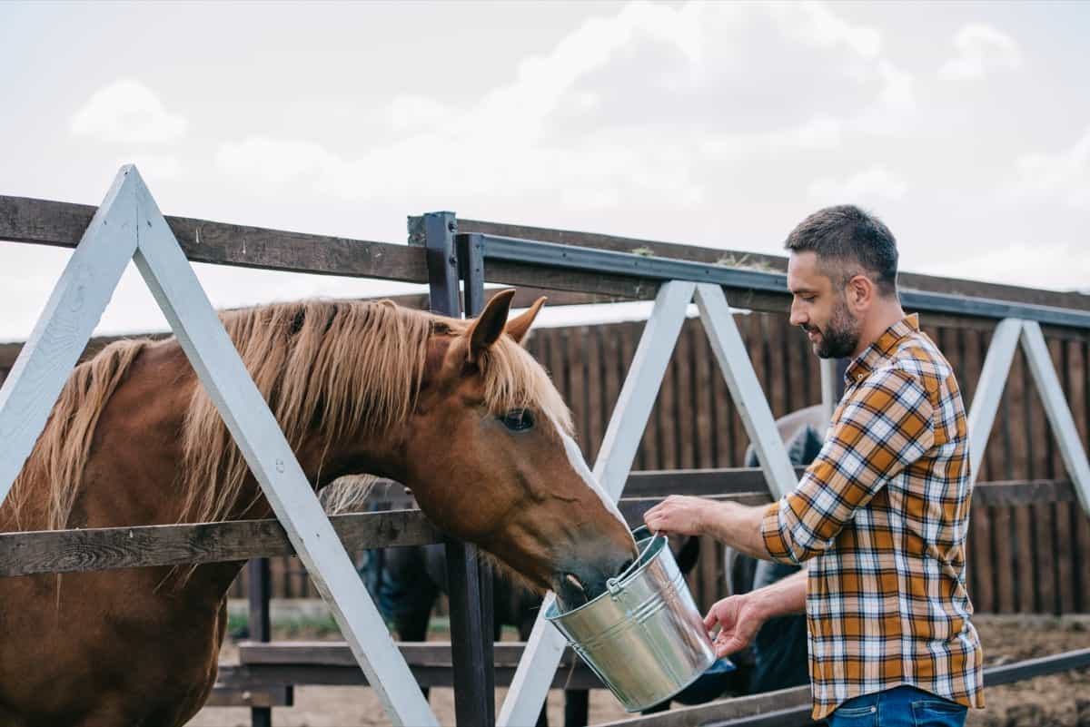 Everything You Need to Know About Horse Feeding