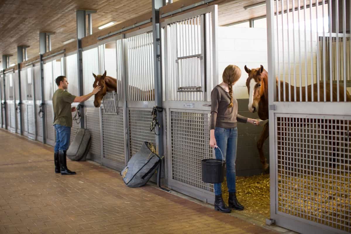 Stablehands feeding horses in stables