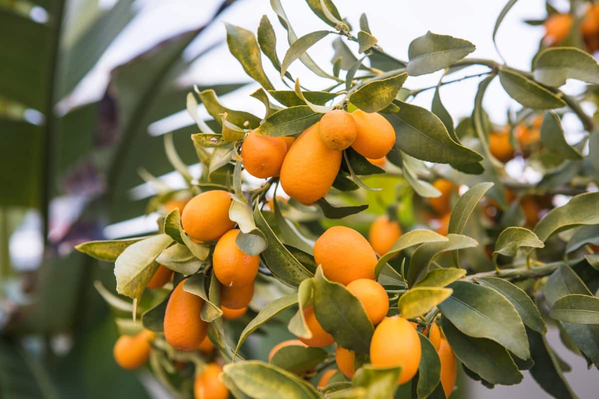 Kumquat Farming Cost and Profit
