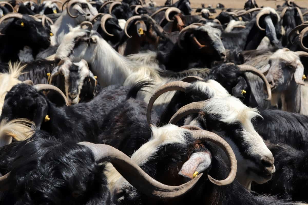 Meat Goat Farm Project Report
