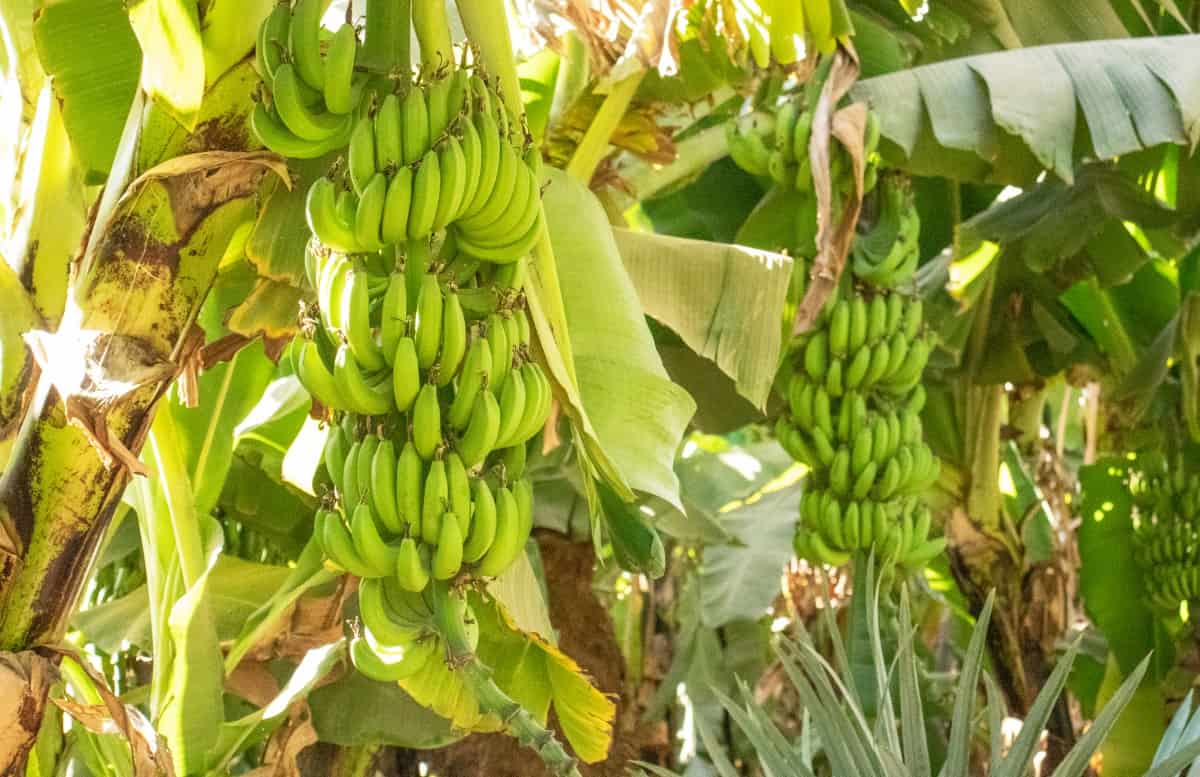 Plantation of Green Bananas