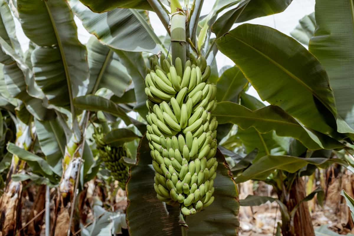 Bananas Growing on The Plantation