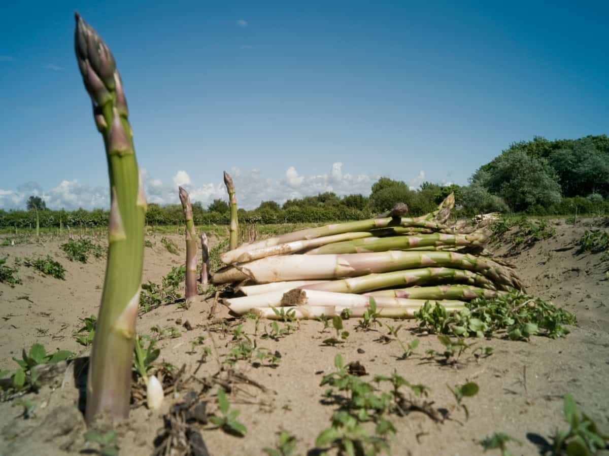 Mistakes to Avoid in Asparagus Farming