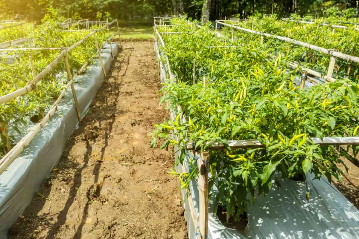 Thai Pepper Cultivation