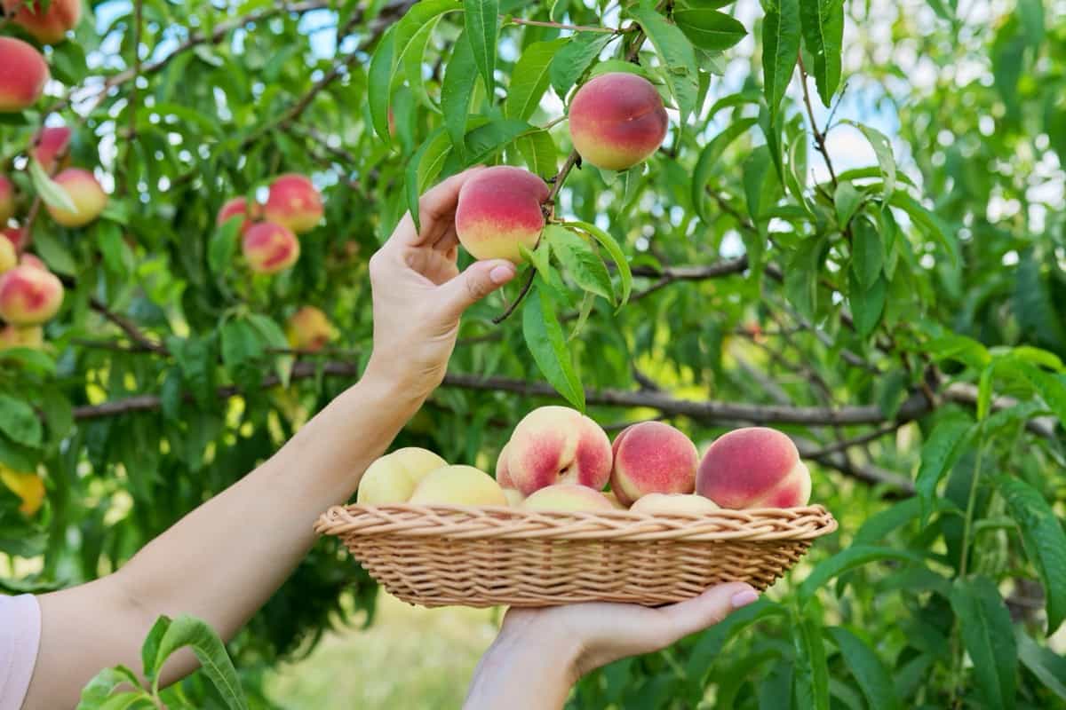hand picking ripe peaches from tree