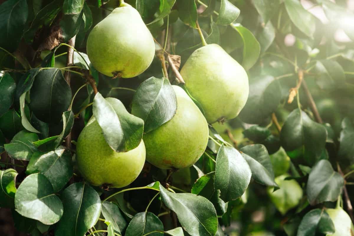 Natural Ways to Stop Fruit Fall