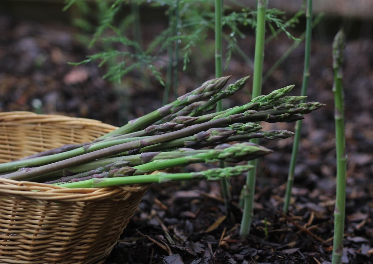 Organic Asparagus Farming
