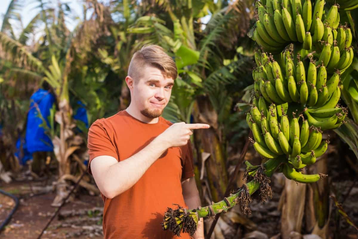 Farmer on Banana Plantation