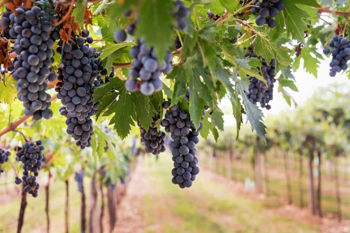 black grapes hanging from the vine in a vineyard