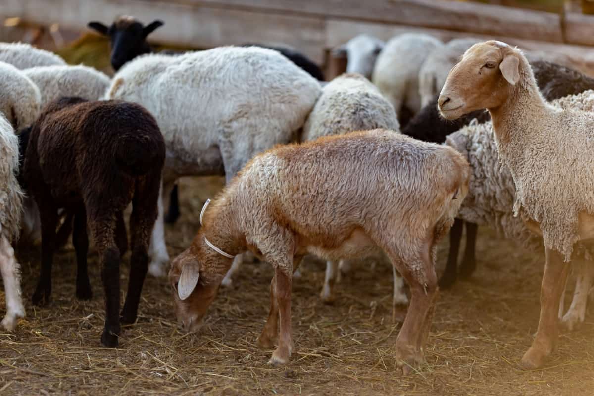 Sheep on A Village Farm