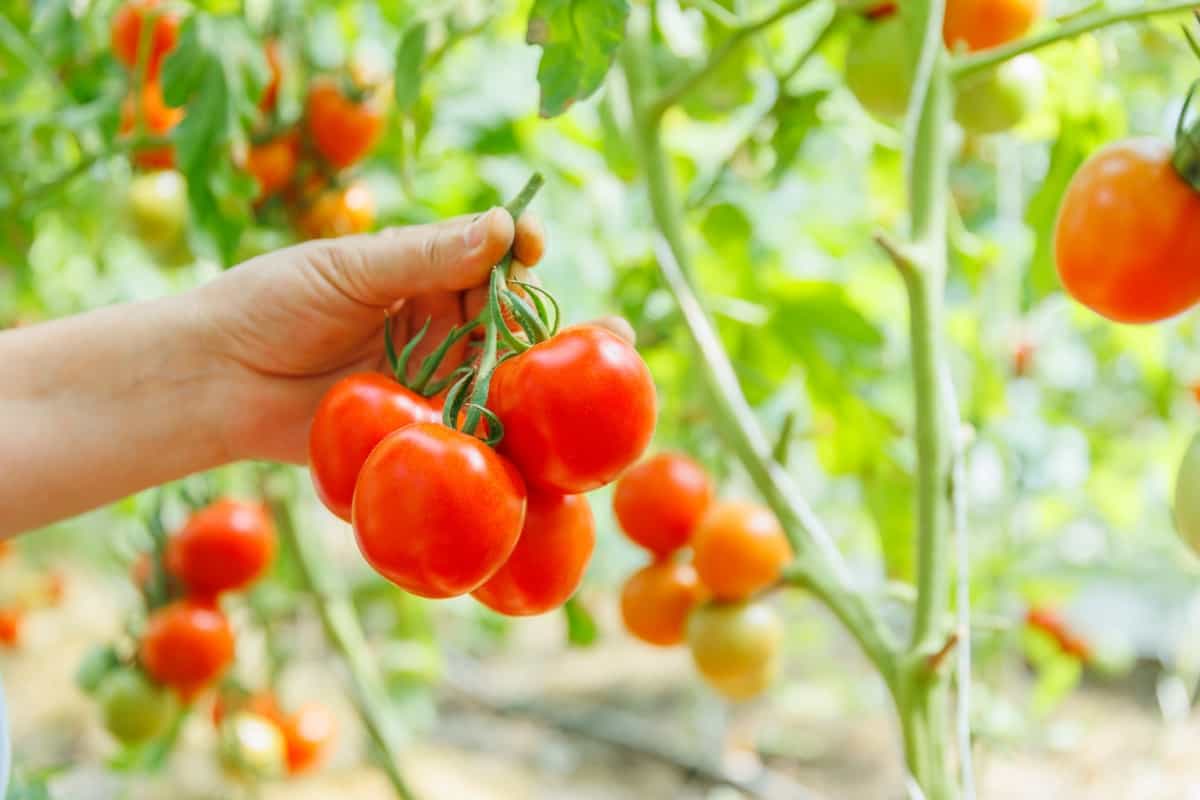 fresh tomato in the home garden