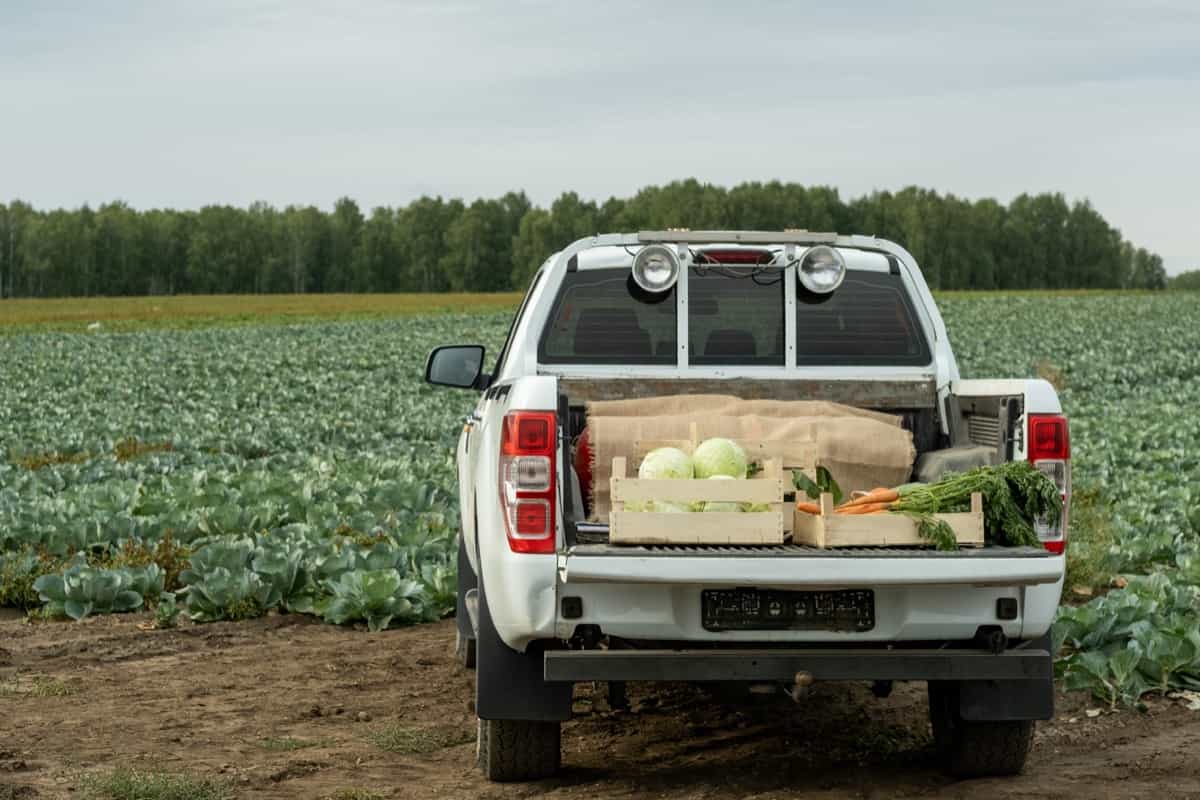 Vegetable farm with vehicle loaded with harvest