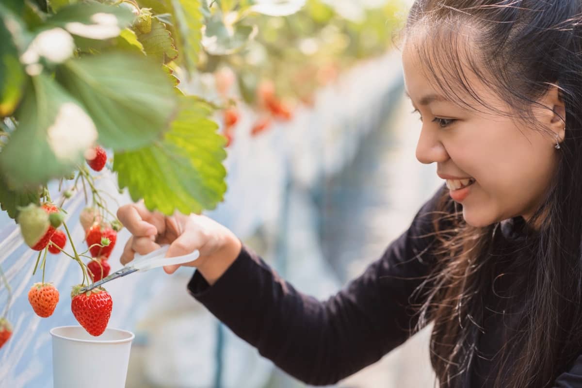 Strawberry in Organic Farm