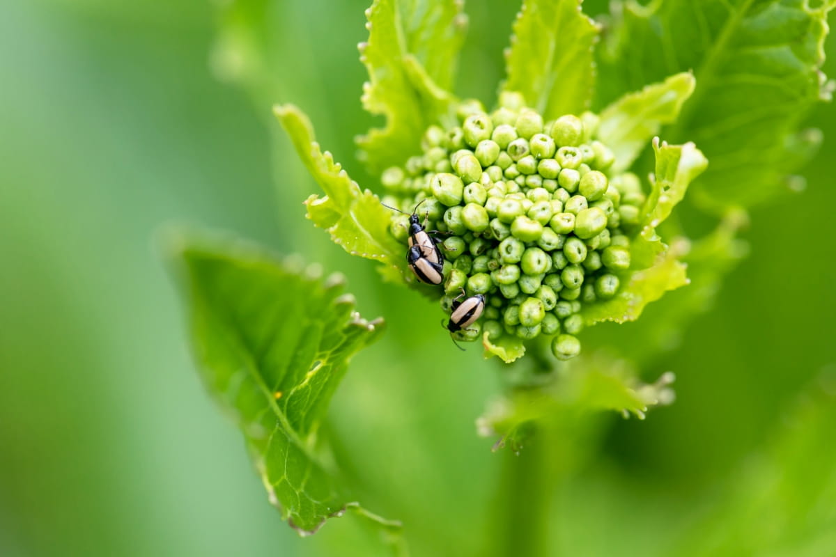 Pest and Disease Management in Broccoli