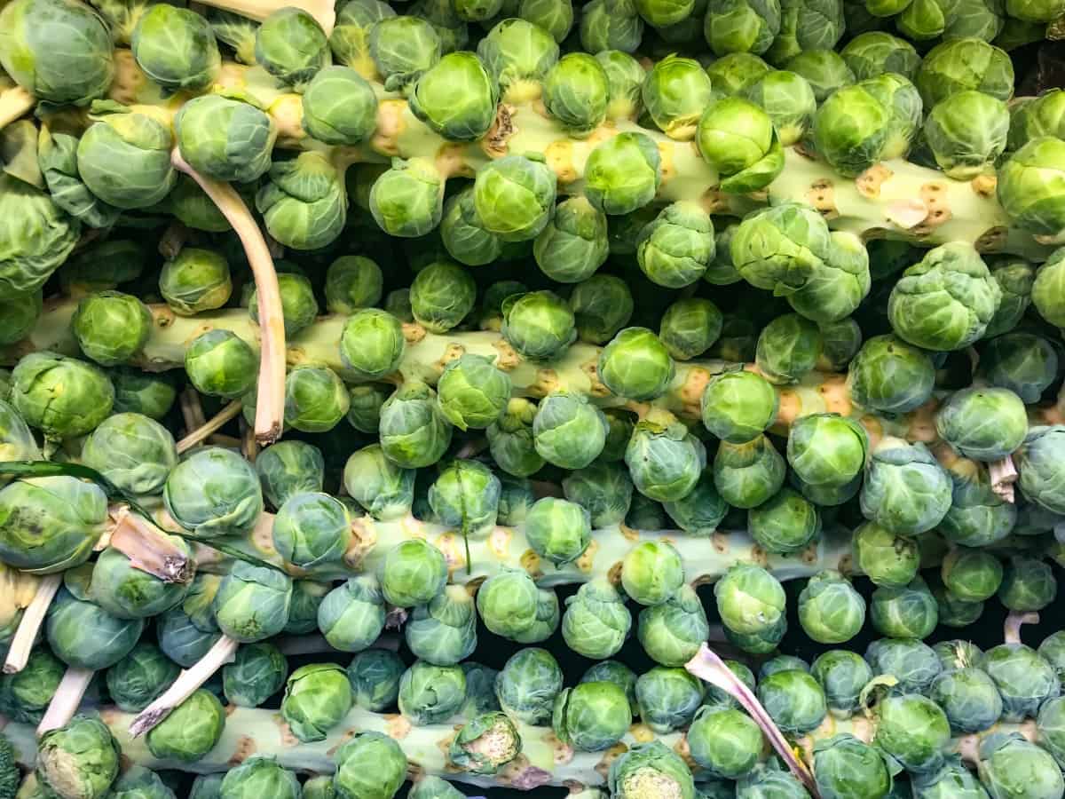 Pest and Disease Management in Brussels Sprouts