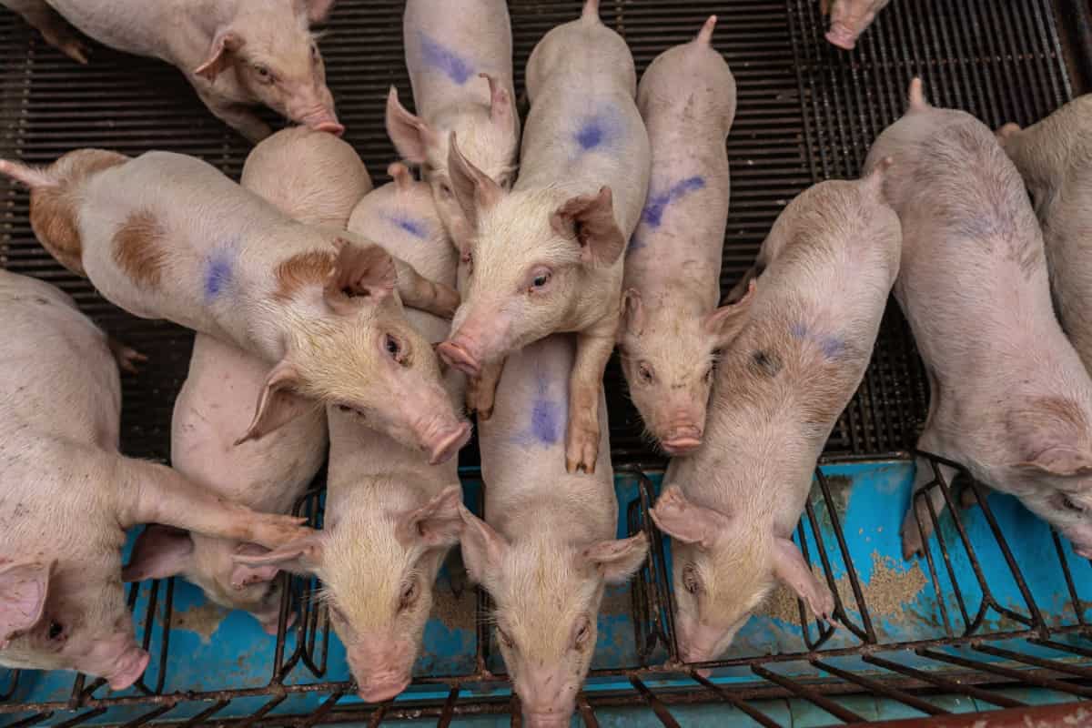 Pig Breeding Cost and Profit