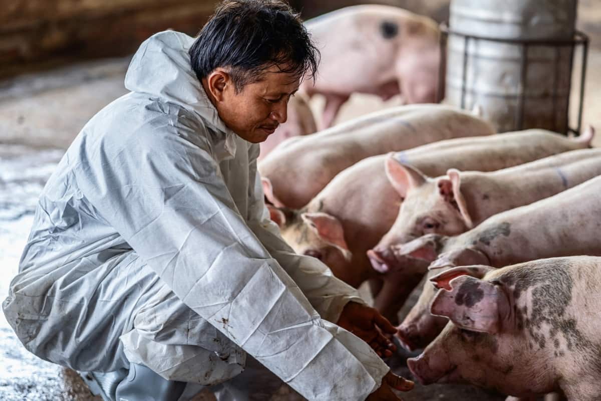 Veterinarian Working and Checking the Pig in Hog Farms