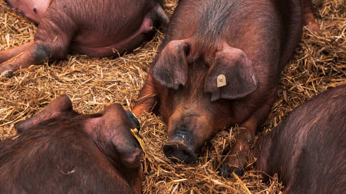 Danish Duroc Pigs