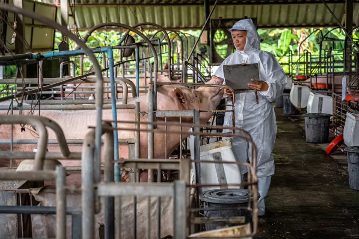 Veterinarian Working and Checking the Pig