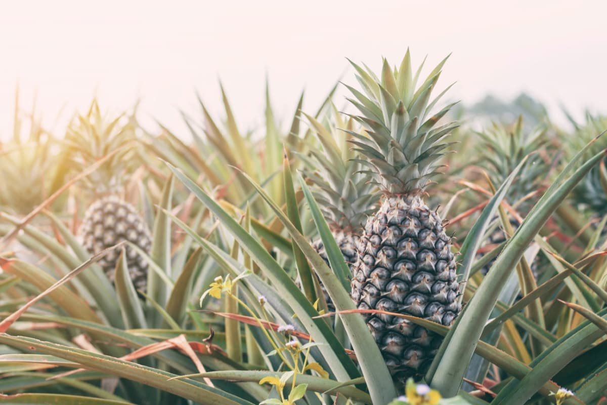 Pineapple Farming Project Report