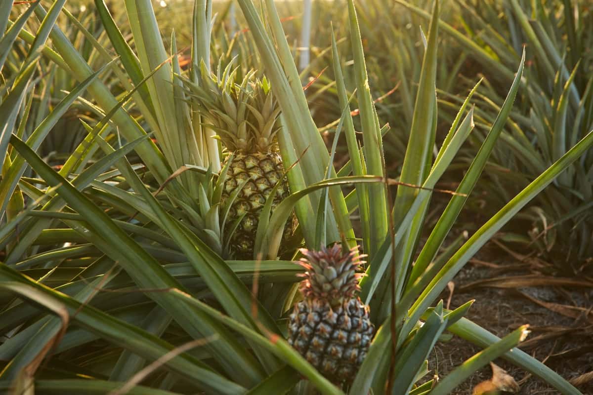 Pineapples Growing on Plant
