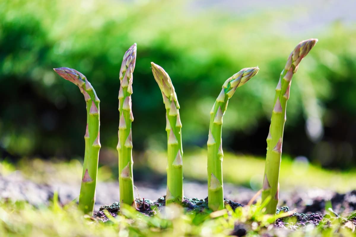 Asparagus Sprout