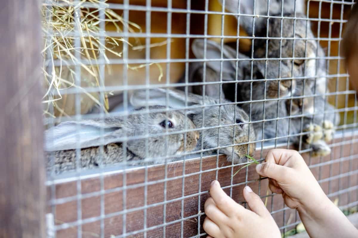 Rabbit Farming  Project Report