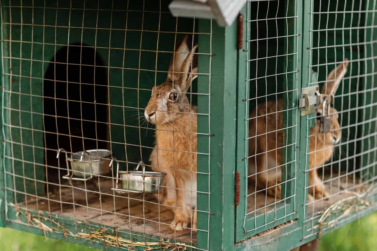Domestic furry red and gray farm rabbits bunny behind the bars of cage