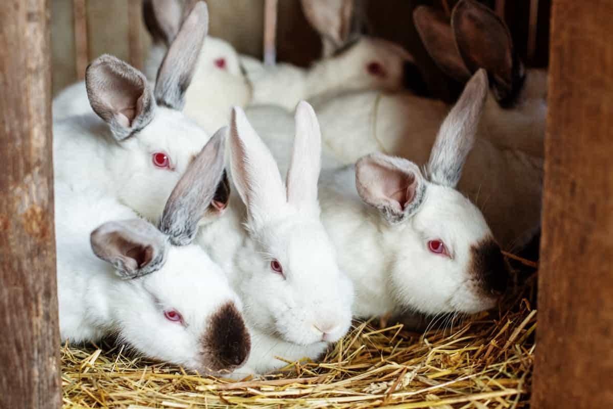 Rabbit Farming Project Report3