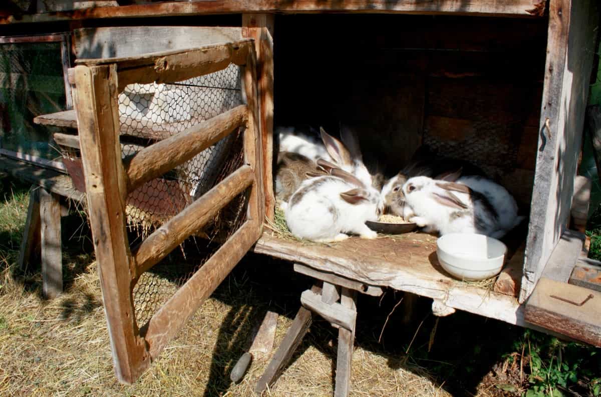 Rabbits eating in the cage