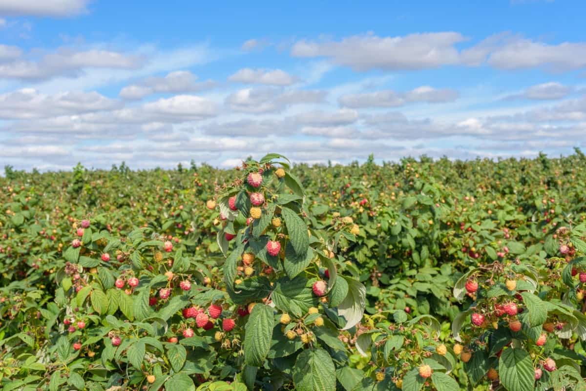 Raspberry Farming Project Report