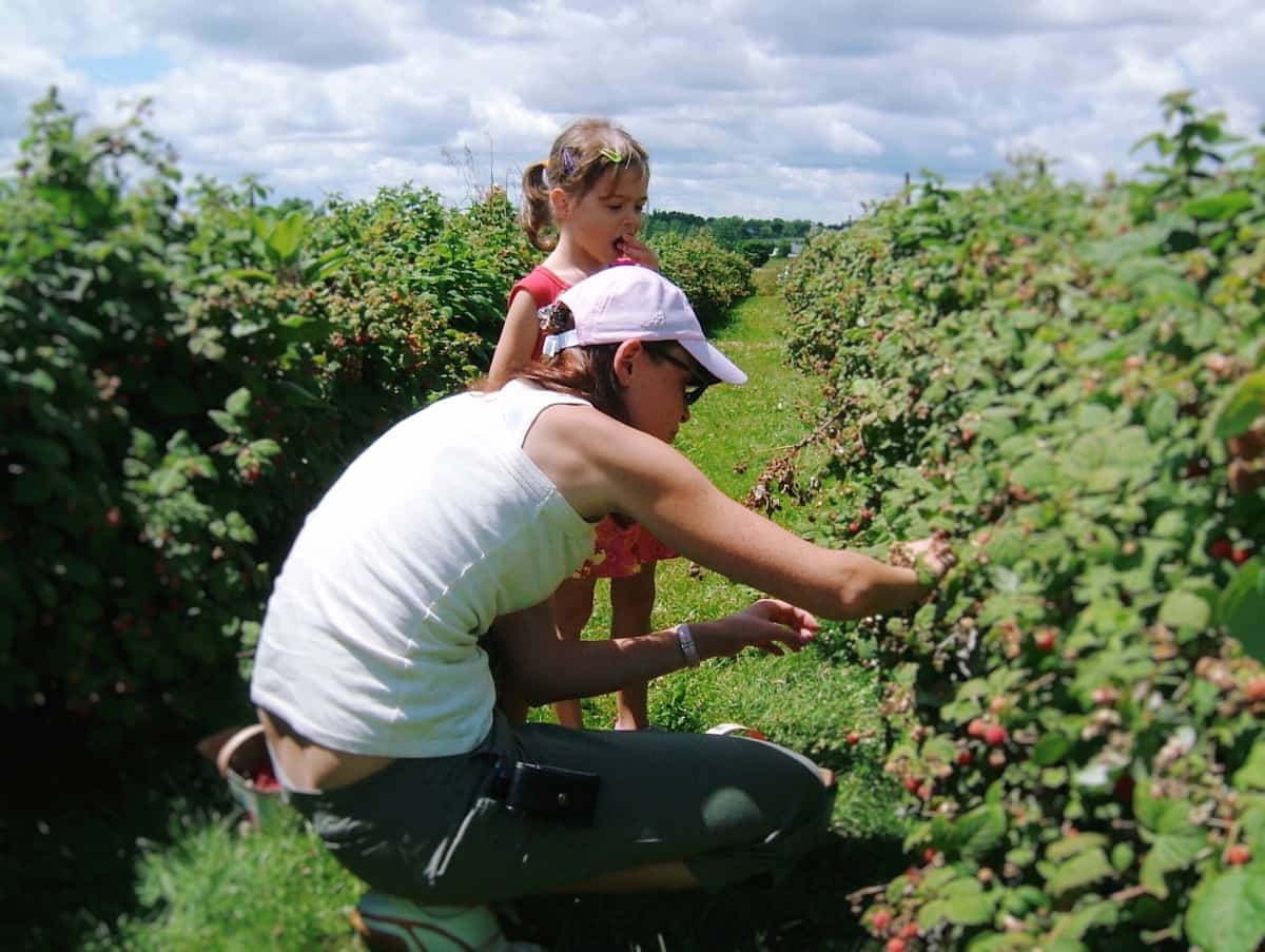 Picking Raspberries on A Farm