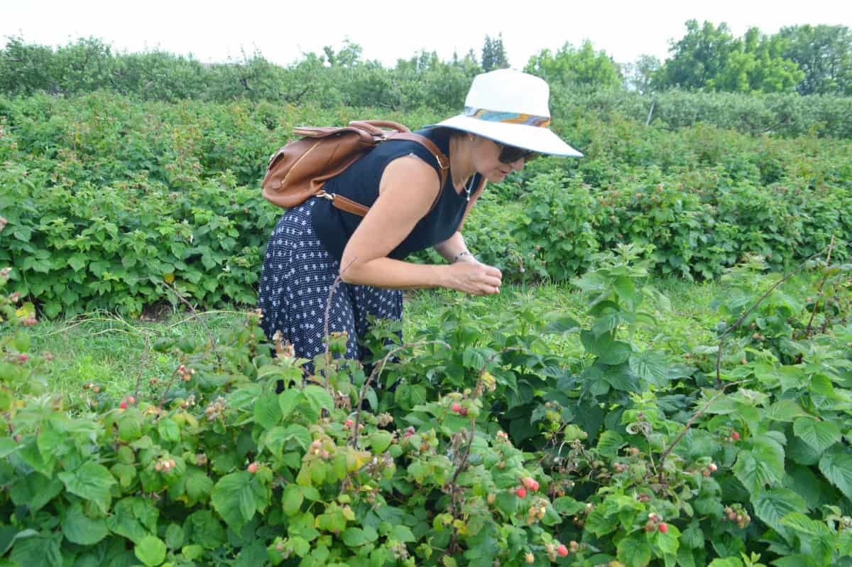 Senior Woman Picking Raspberries