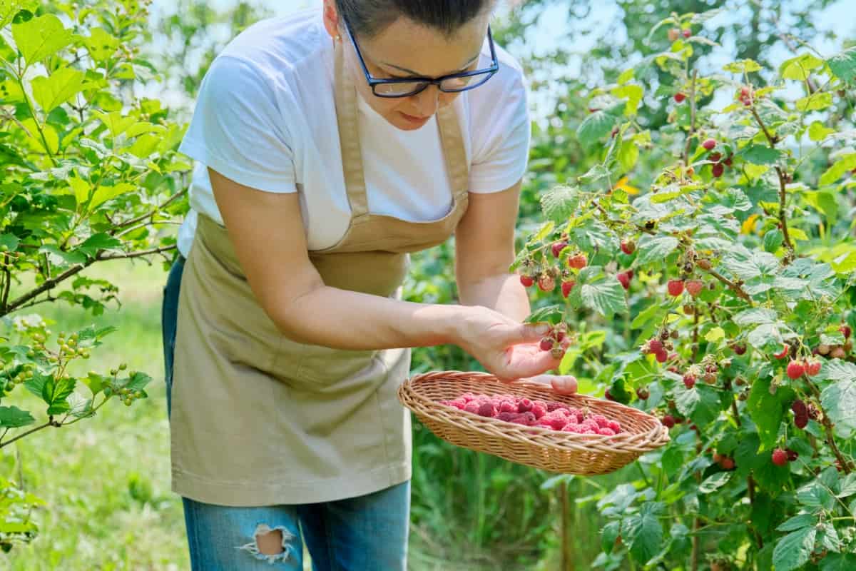 Picking Raspberries in The Garden