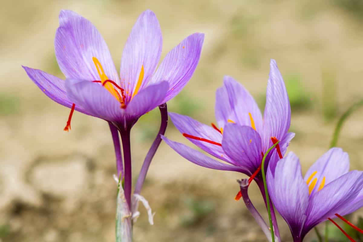 Saffron crocus flowers