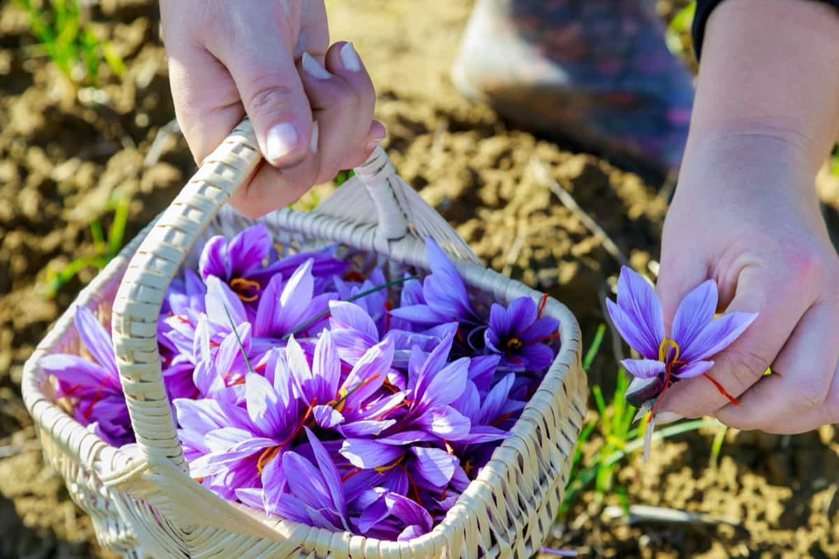 Picking saffron flowers in a basket