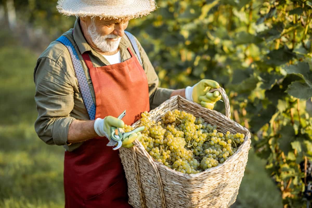 Winemaker with Grapes on The Vineyard