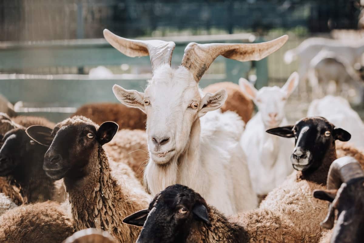 Sheep Farming Vs Goat Farming