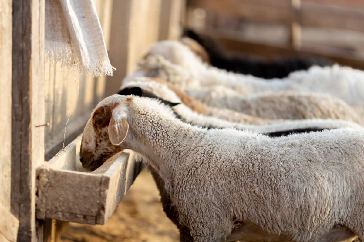 Sheep Fattening Process