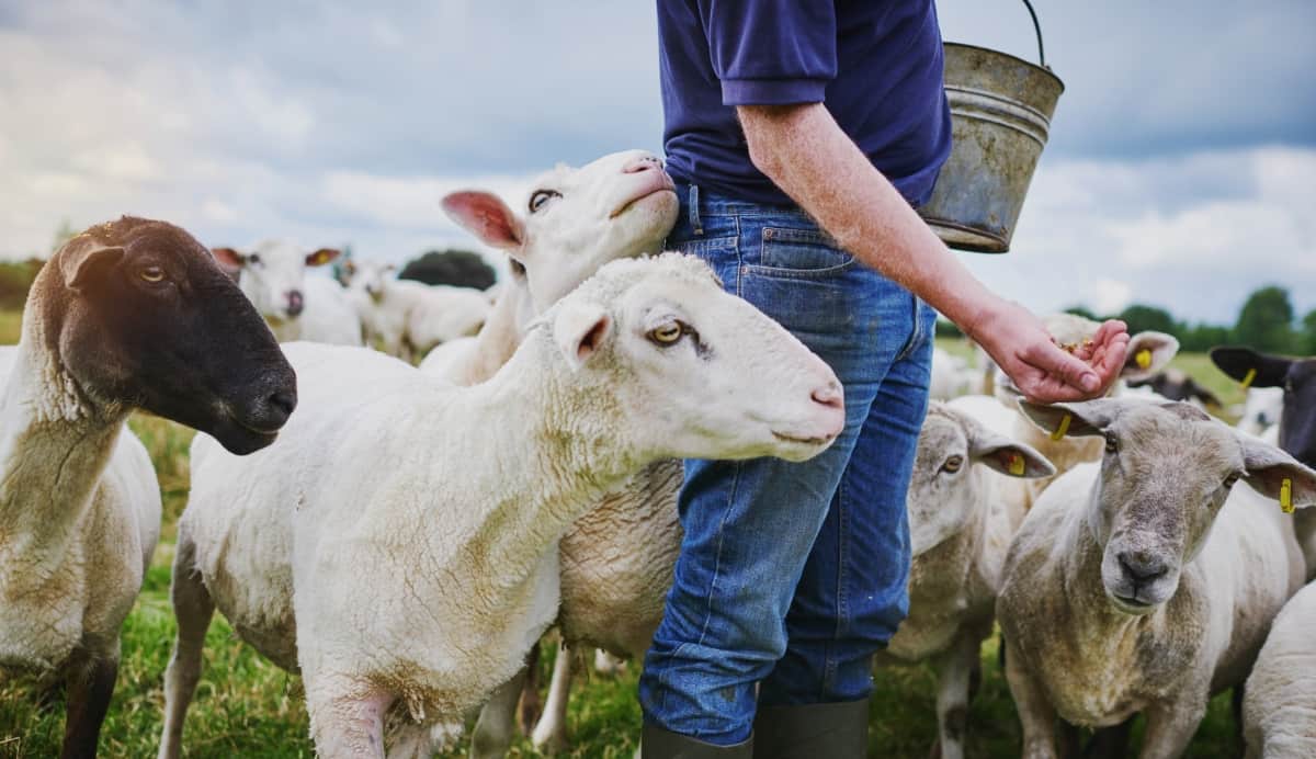 Farmer Feeding a Herd of Sheep 