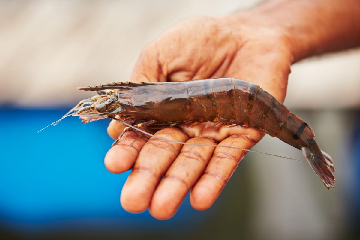 Shrimp Farming Project Report