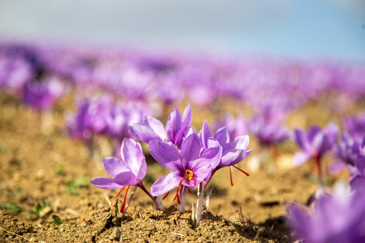 Saffron Flower on Ground