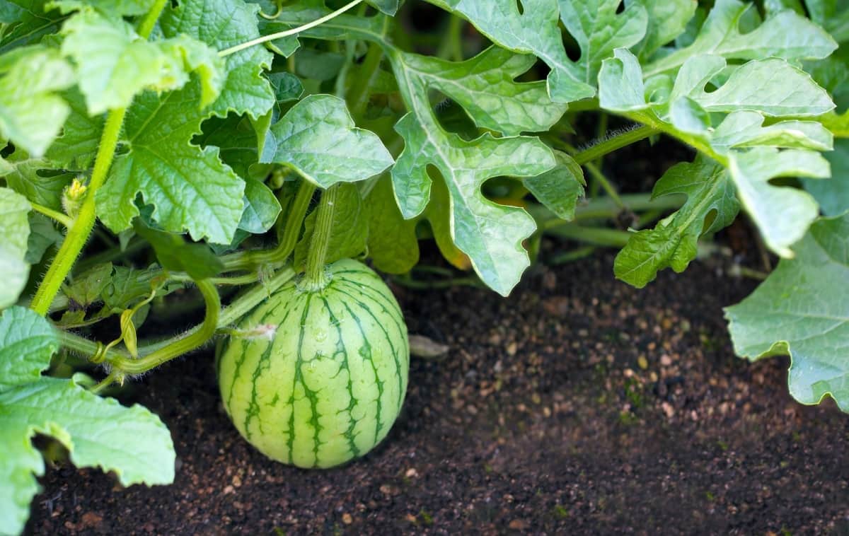 Steps to Growing Seedless Watermelons from Seed
