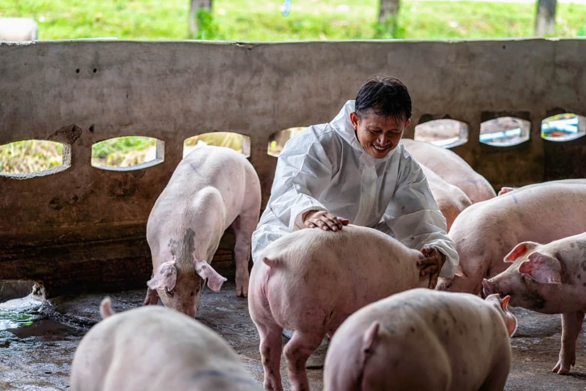 Veterinarian Working and Checking the Pig