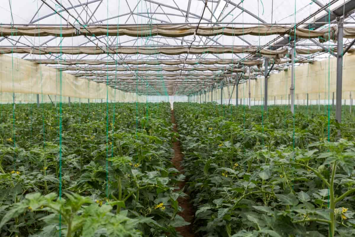 Rows of Tomato Plants Growing