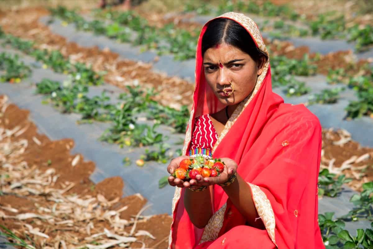 Woman harvesting strawberry
