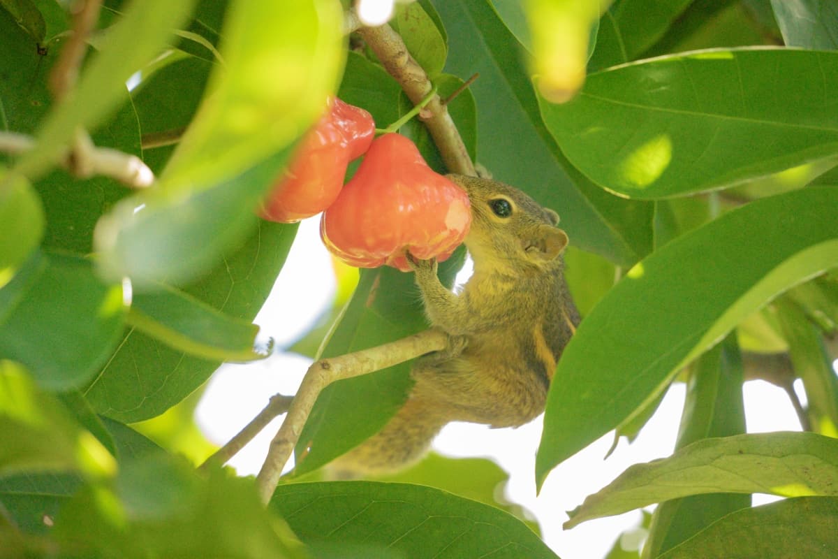 Squirrel Eating Water Apple on Tree
