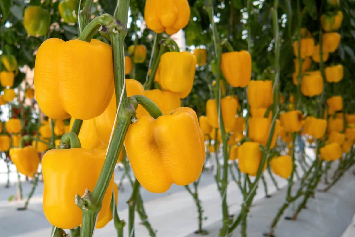 Yellow Bell Peppers Growing on Greenhouse